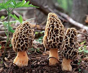 Morchella-esculenta-index