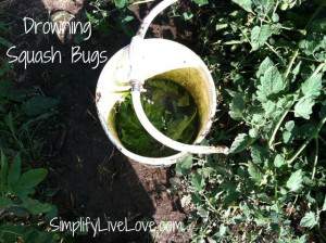 drowning squash bugs
