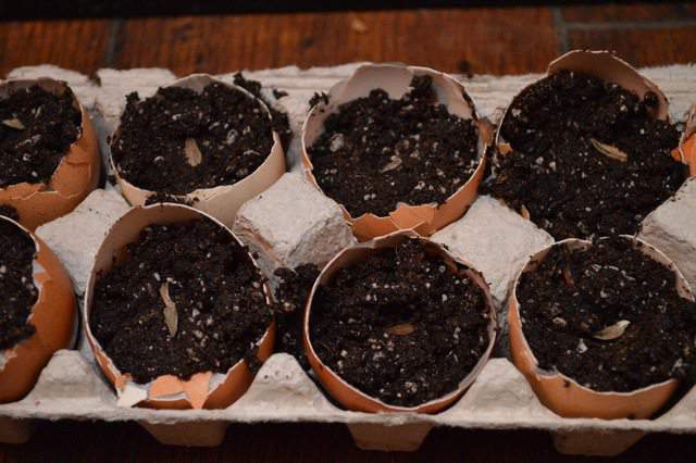 free container to start seeds