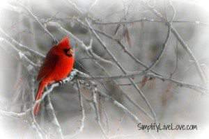 cardinal3