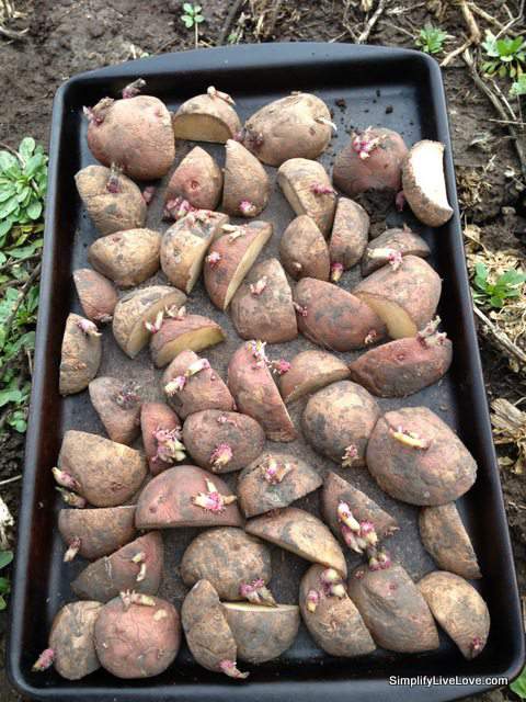 potatoes plant seed planting grow dig potato simplifylivelove cut seeds method growing tips know via when garden many harvest fascinating