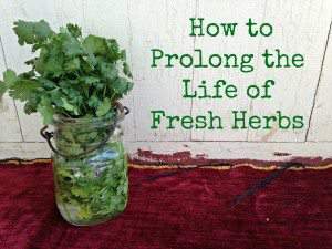 how to prolong the life of free