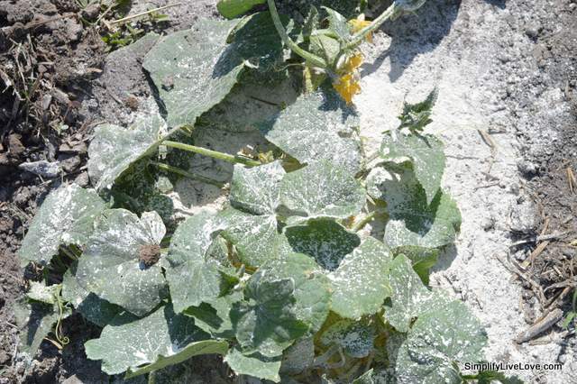 DE on cucumbers