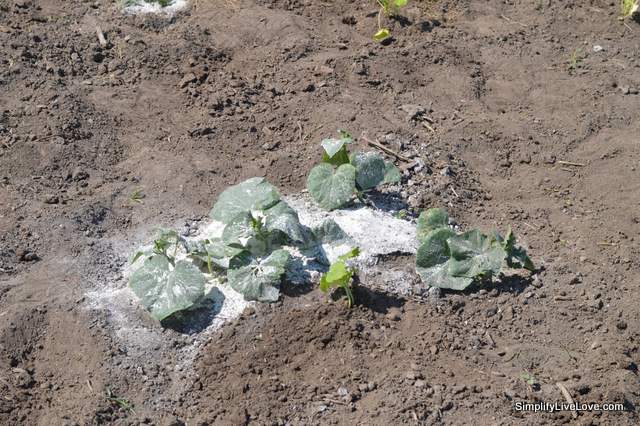 Diatomaceous Earth