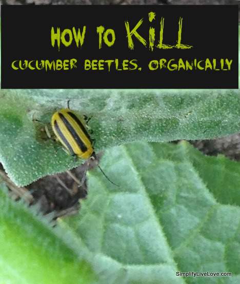 how to kill cucumber beetles organically