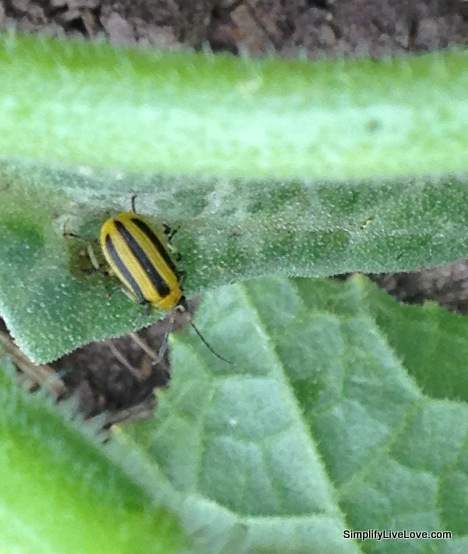 cucumber beetle
