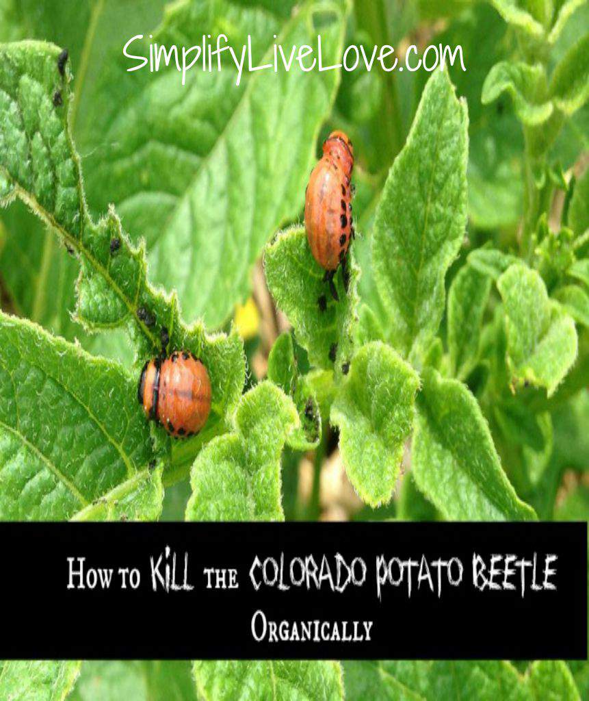 Garden Update How to Kill the Colorado Potato Beetle, Organically