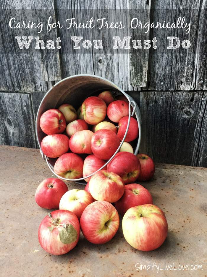 Caring for Fruit Trees Organically 5 Things You Must Do Simplify