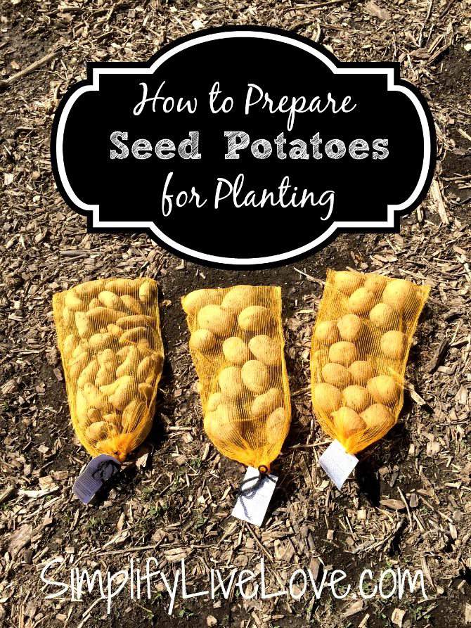 Prepare seed potatoes for planting simplify live love
