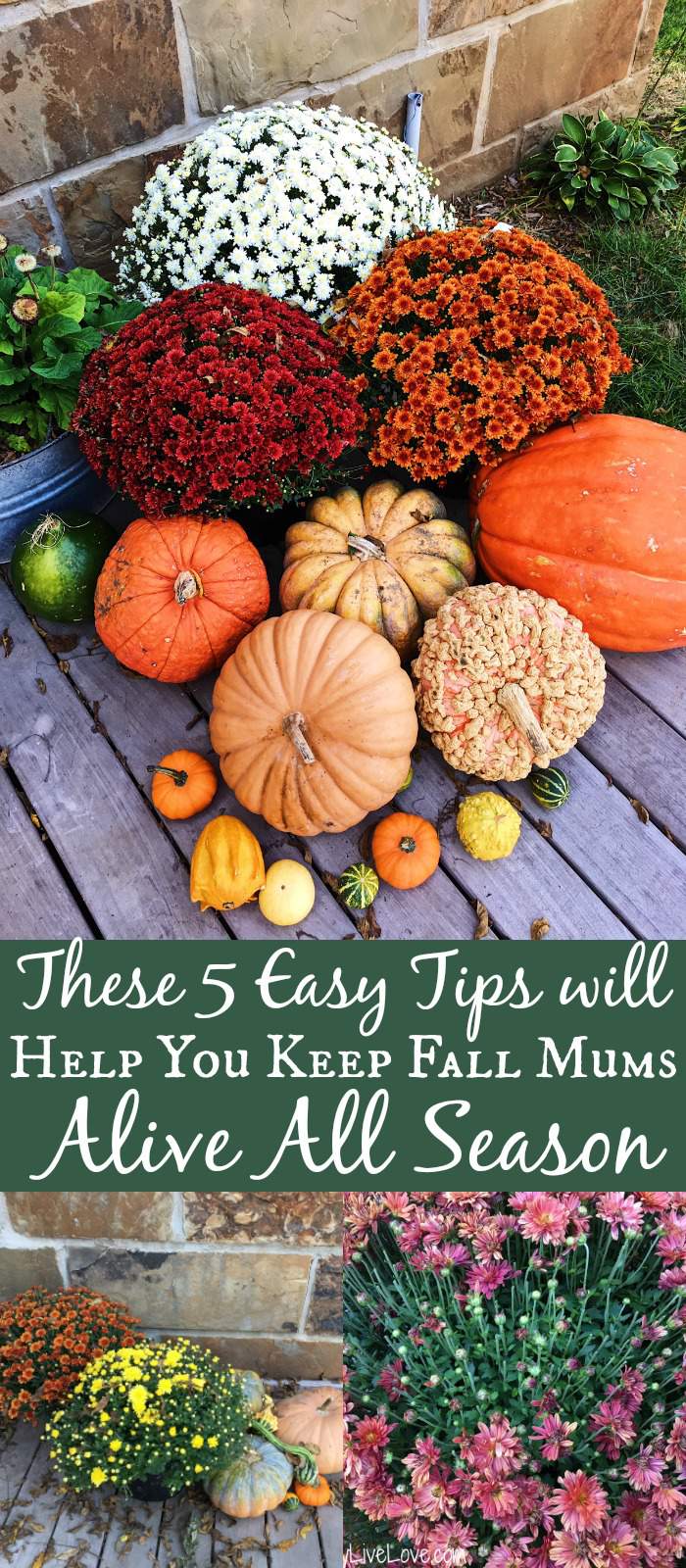 pinterest graphic with fall mums and pumpkins on a front porch with tips to keep mums alive