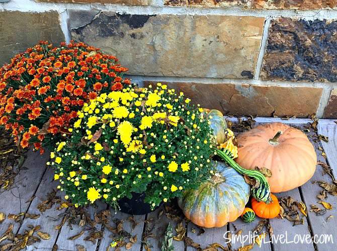 how to keep your fall mums alive