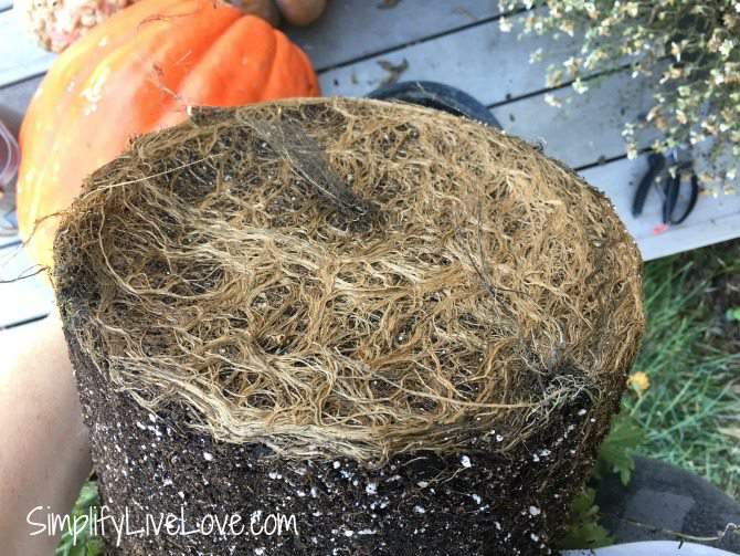 Woman holding a mum rootball to repot it after buying