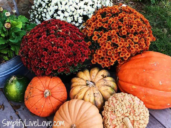 a closeup of fall porch decor with red, white, orange mums and a variety of pumpkins